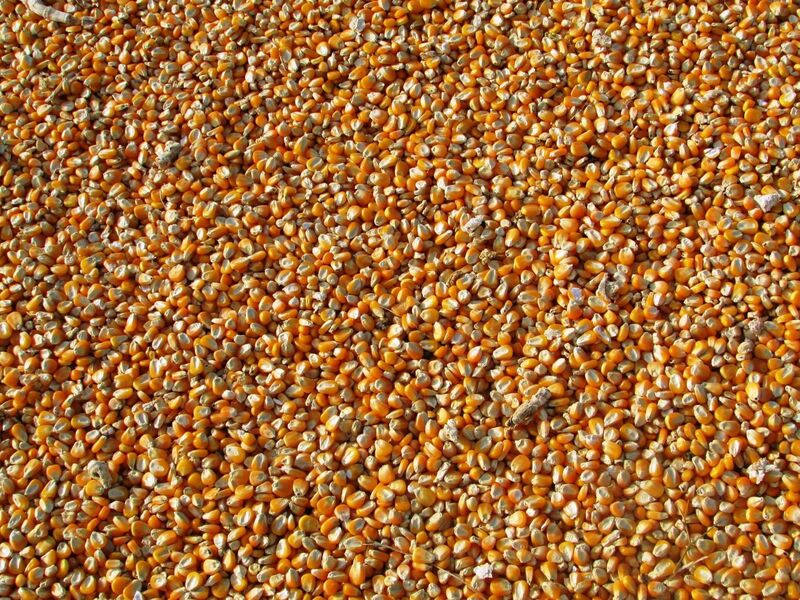 Corn Pops Higher into the Close Corn Pops Higher into the Close